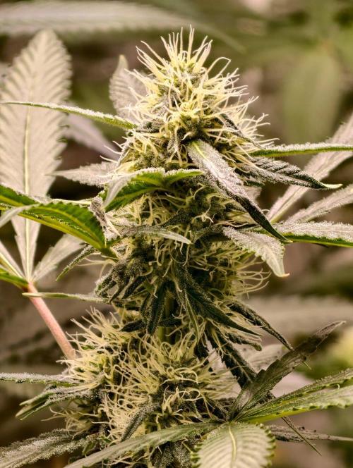 F1 Precision - SSSC Test Strain. Week 7