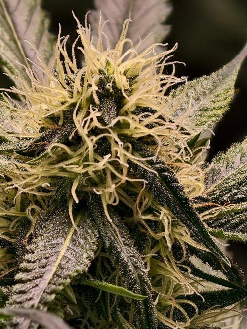 F1 Precision - SSSC Test Strain. Week 7