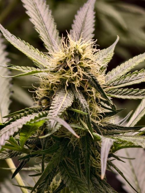F1 Precision - SSSC Test Strain. Week 7