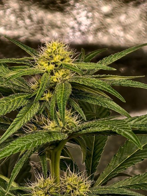 Triploid - SSSC Test Strain. Week 7