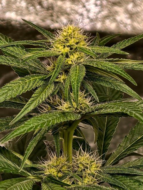 Triploid - SSSC Test Strain. Week 7
