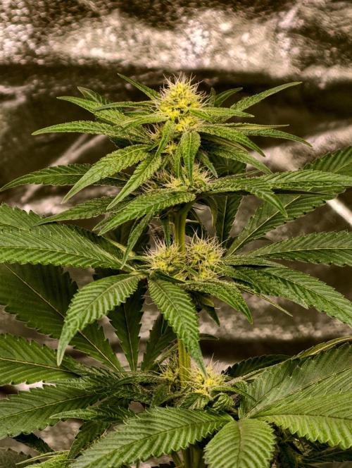 Triploid - SSSC Test Strain. Week 7