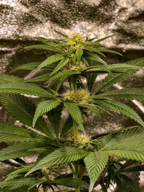 Triploid - SSSC Test Strain. Week 7