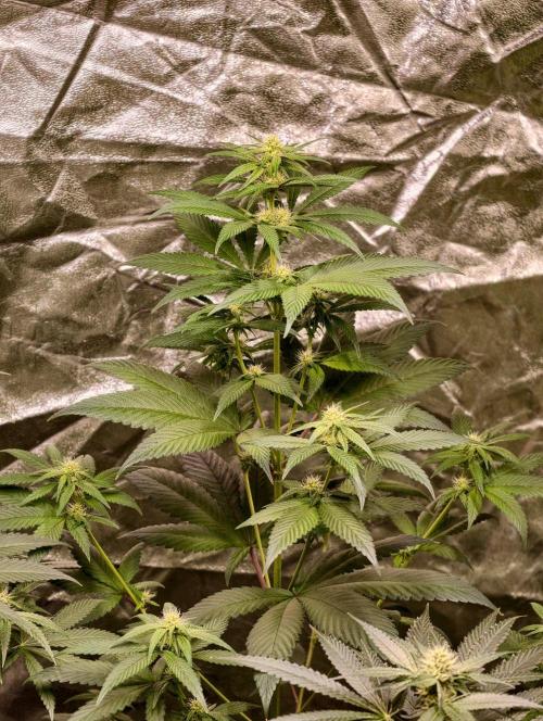 Triploid - SSSC Test Strain. Week 7
