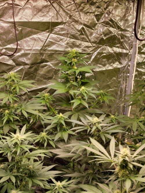 Triploid Test Strain. Week 7