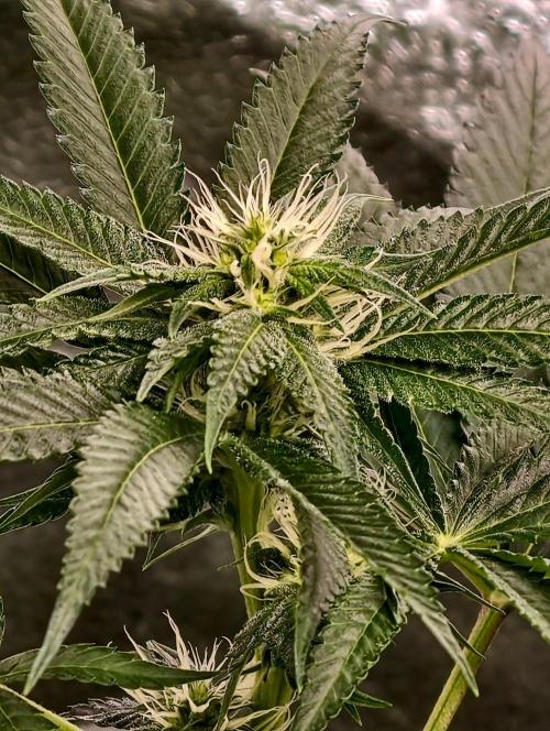 OG - SSSC Test Strain. Week 7