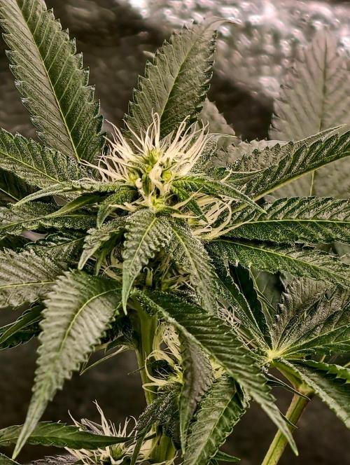 OG - SSSC Test Strain. Week 7