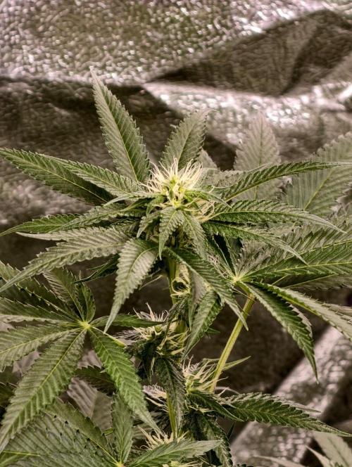OG - SSSC Test Strain. Week 7
