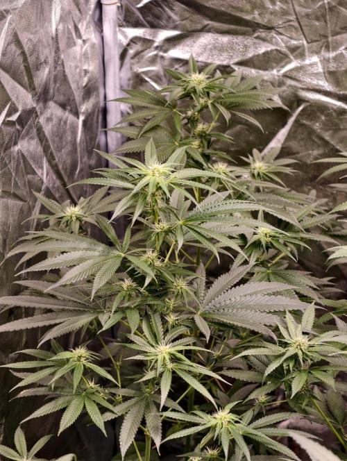 OG - SSSC Test Strain. Week 7