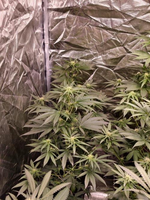OG Test Strain. Week 7