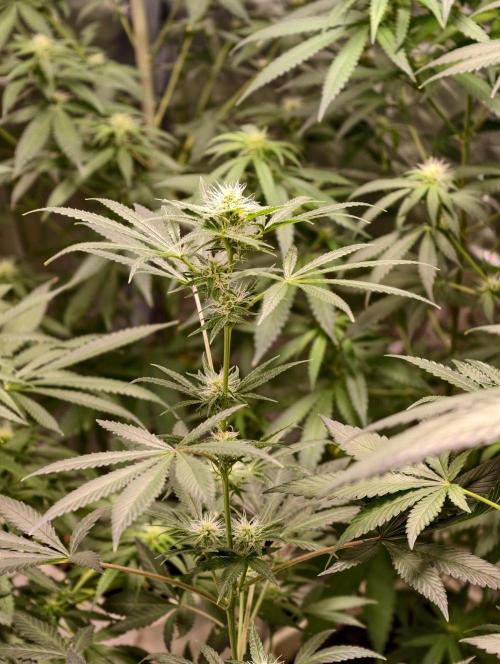 orange ooze. Week 7