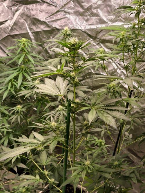 orange ooze. Week 7