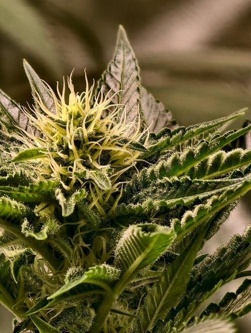 orange ooze. Week 7