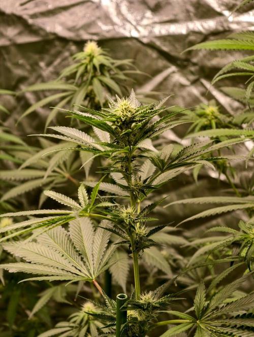 orange ooze. Week 7