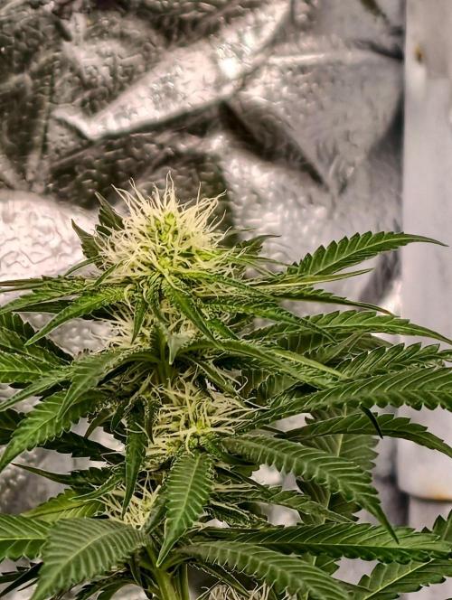 Banana Cream OG. Week 7