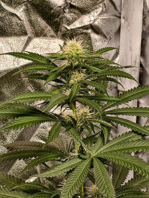 Banana Cream OG. Week 7