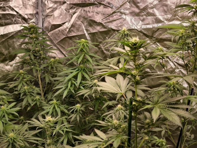 Banana Cream OG. Week 7
