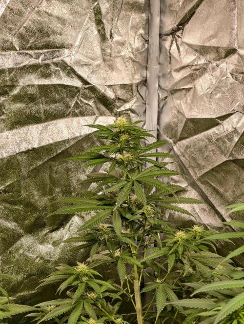 Banana Cream OG. Week 7