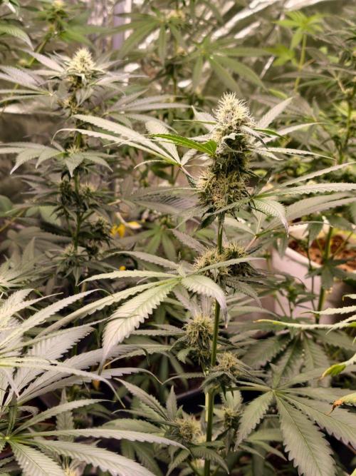 F1 Precision - SSSC Test Strain. Week 8
