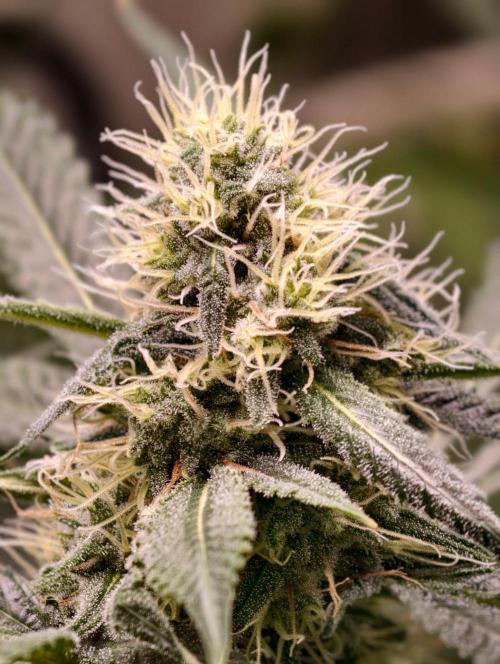 F1 Precision - SSSC Test Strain. Week 8
