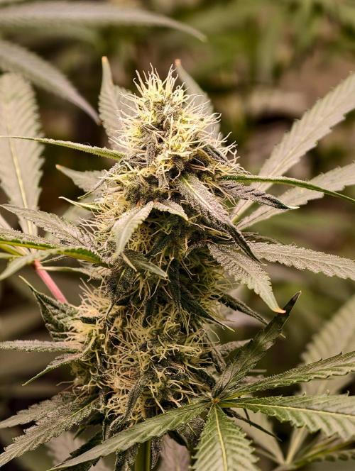 F1 Precision - SSSC Test Strain. Week 8