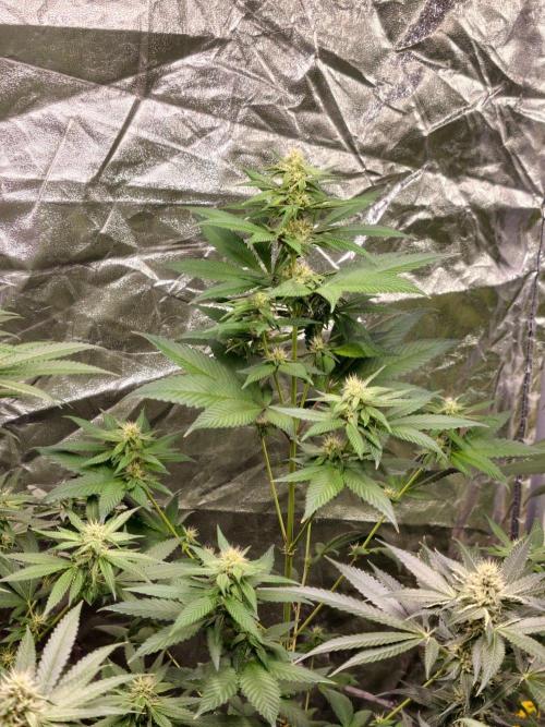 Triploid - SSSC Test Strain. Week 8