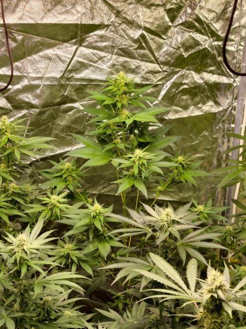 Triploid - SSSC Test Strain. Week 8