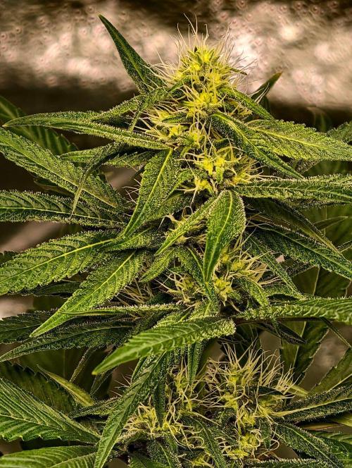 Triploid - SSSC Test Strain. Week 8