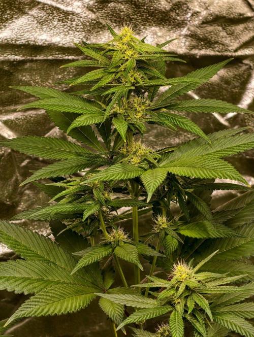 Triploid Test Strain. Week 8
