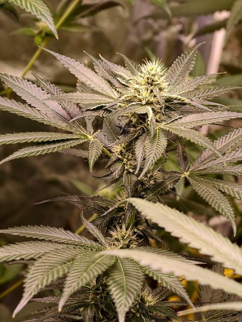OG - SSSC Test Strain. Week 8