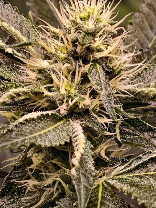 OG - SSSC Test Strain. Week 8
