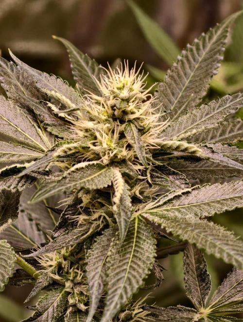 OG - SSSC Test Strain. Week 8