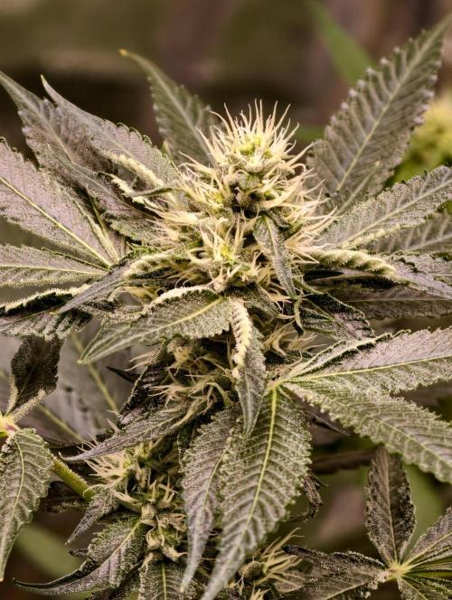 OG - SSSC Test Strain. Week 8