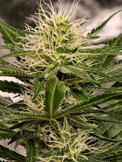 Banana Cream OG. Week 8