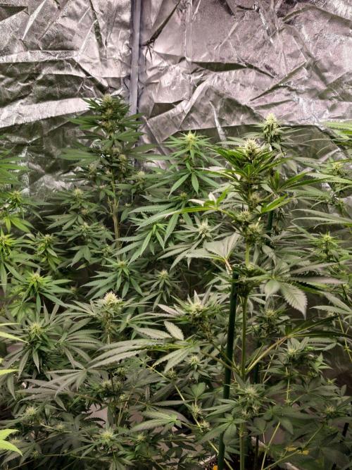 Banana Cream OG. Week 8