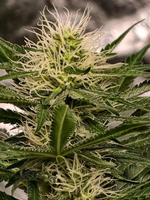 Banana Cream OG. Week 8