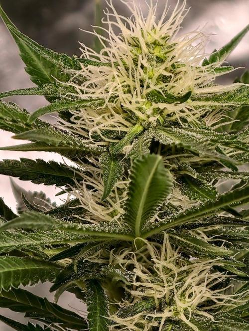 Banana Cream OG. Week 8