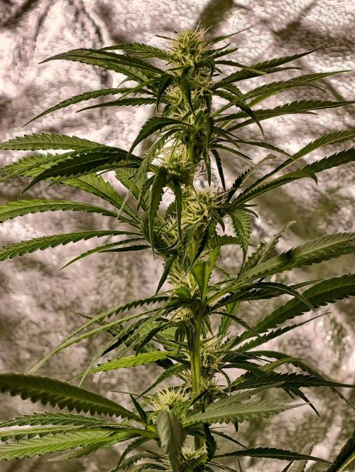 Banana Cream OG. Week 8