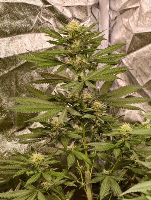 Banana Cream OG. Week 8