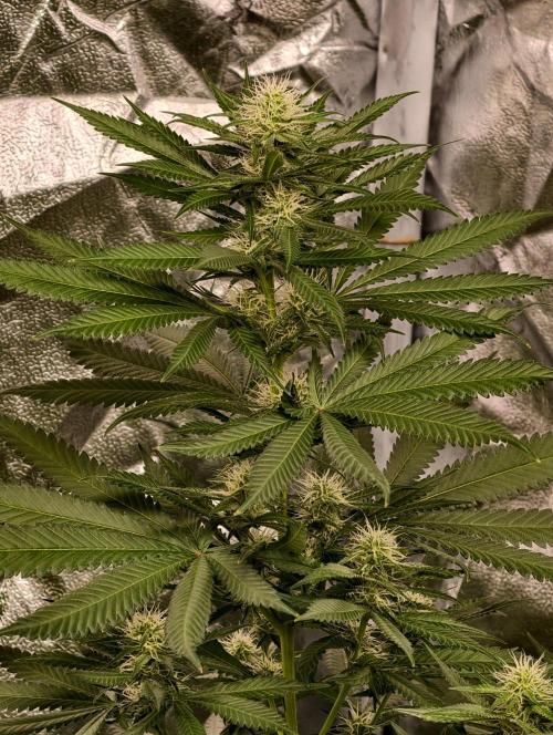 Banana Cream OG. Week 8
