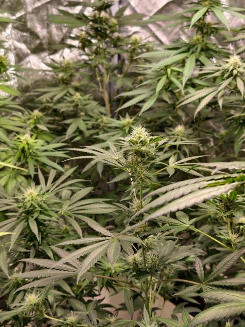 orange ooze. Week 8