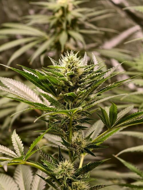 orange ooze. Week 8