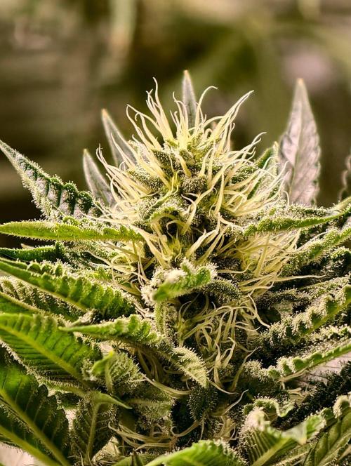 orange ooze. Week 8
