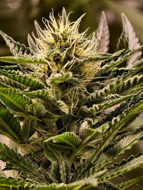 orange ooze. Week 8