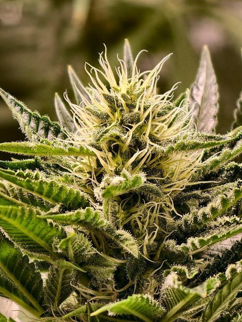 orange ooze. Week 8