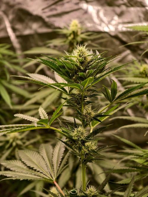 orange ooze. Week 8