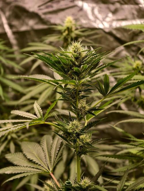 orange ooze. Week 8