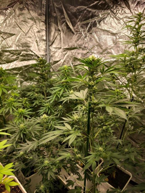 Orange Ooze. Week 8