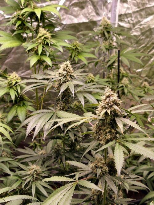 F1 Precision - SSSC Test Strain. Week 9