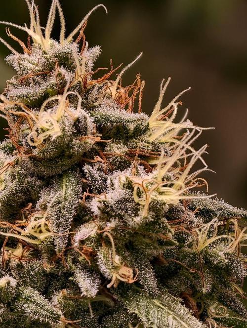 F1 Precision - SSSC Test Strain. Week 9